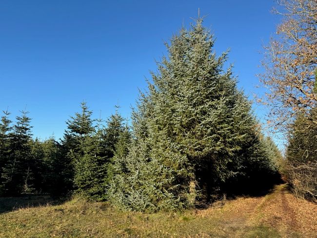 Baggesgårdvej 100,  Skovsende